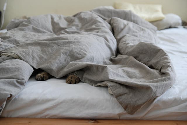 How to Create a Safe and Stimulating Space for Your Pets