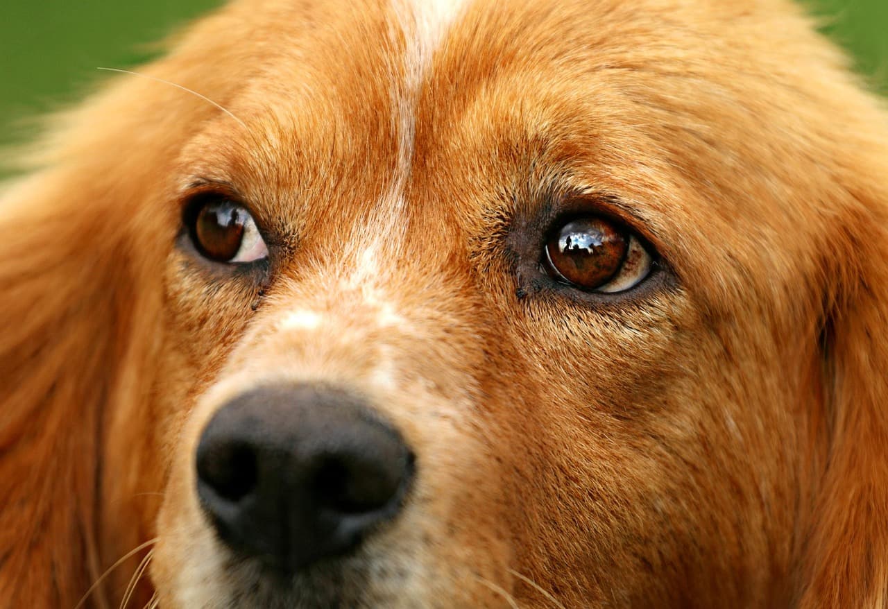 How to Select the Best Pet for Your Lifestyle