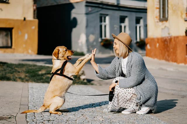 10 Essential Tips for Building a Strong Bond with Your Pet