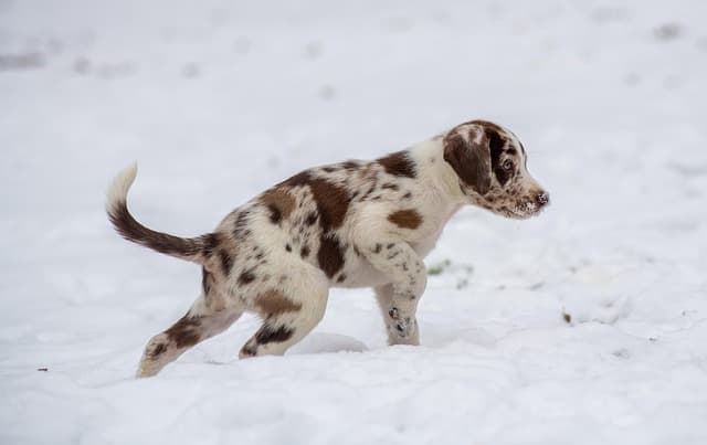 10 Essential Tips for Traveling with Your Pets Safely