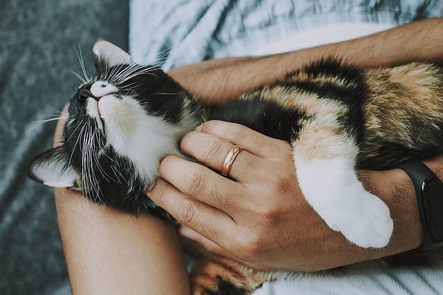 The Ultimate Guide to Pet Care Essentials for Every Owner