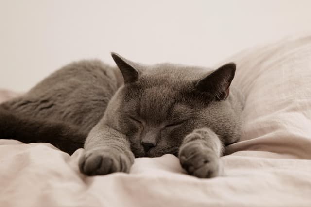 How to Create a Safe and Engaging Space for Your Pets