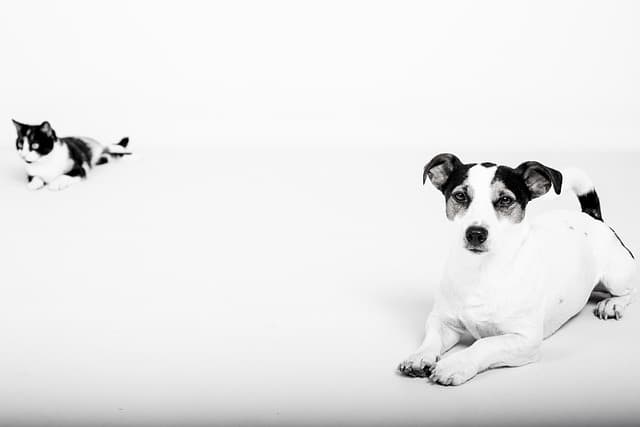 How to Choose the Right Dog Breed for Your Family