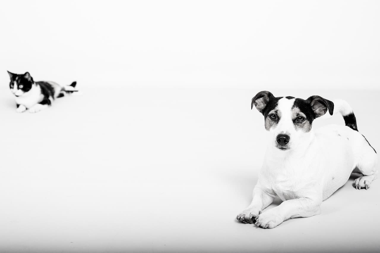 How to Choose the Perfect Pet for Your Family